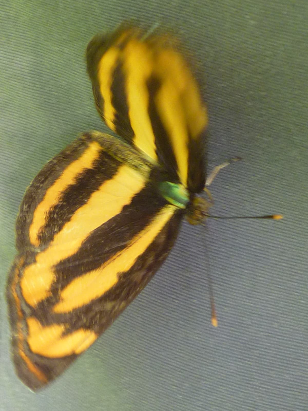 Moth or butterfly 15