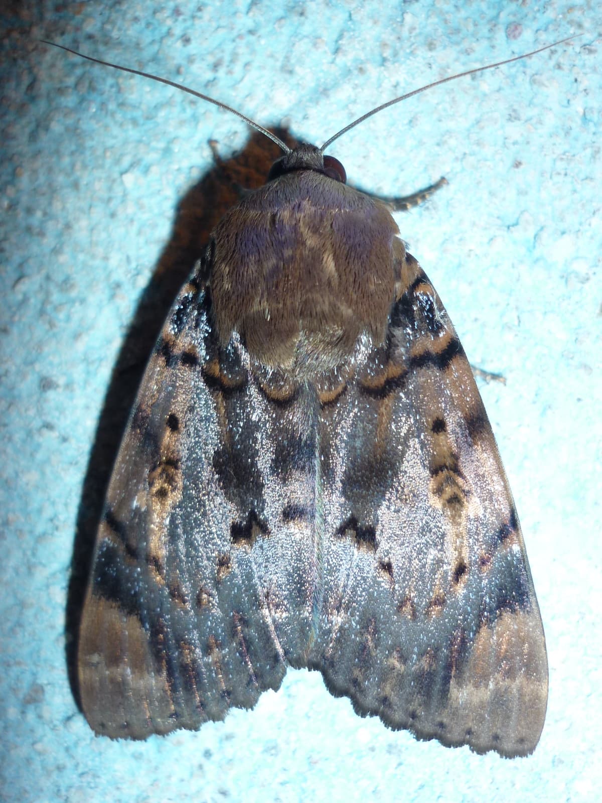 Moth or butterfly 14