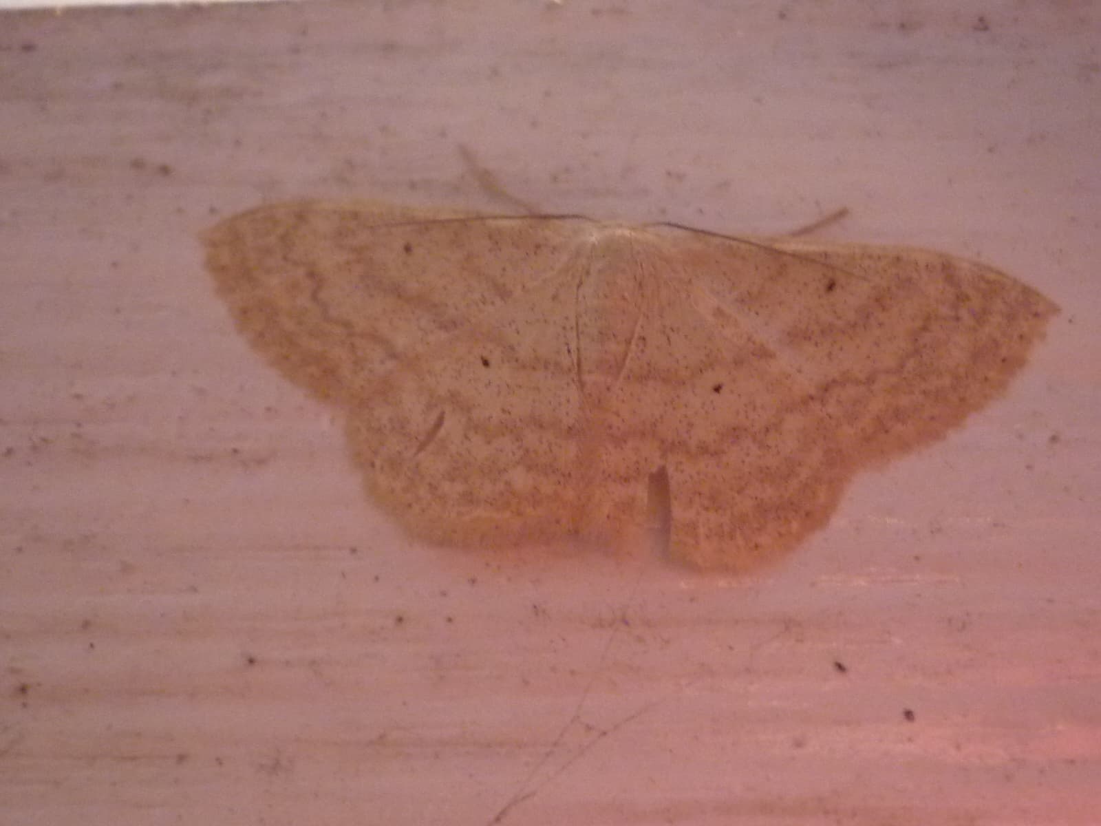 Moth or butterfly 13