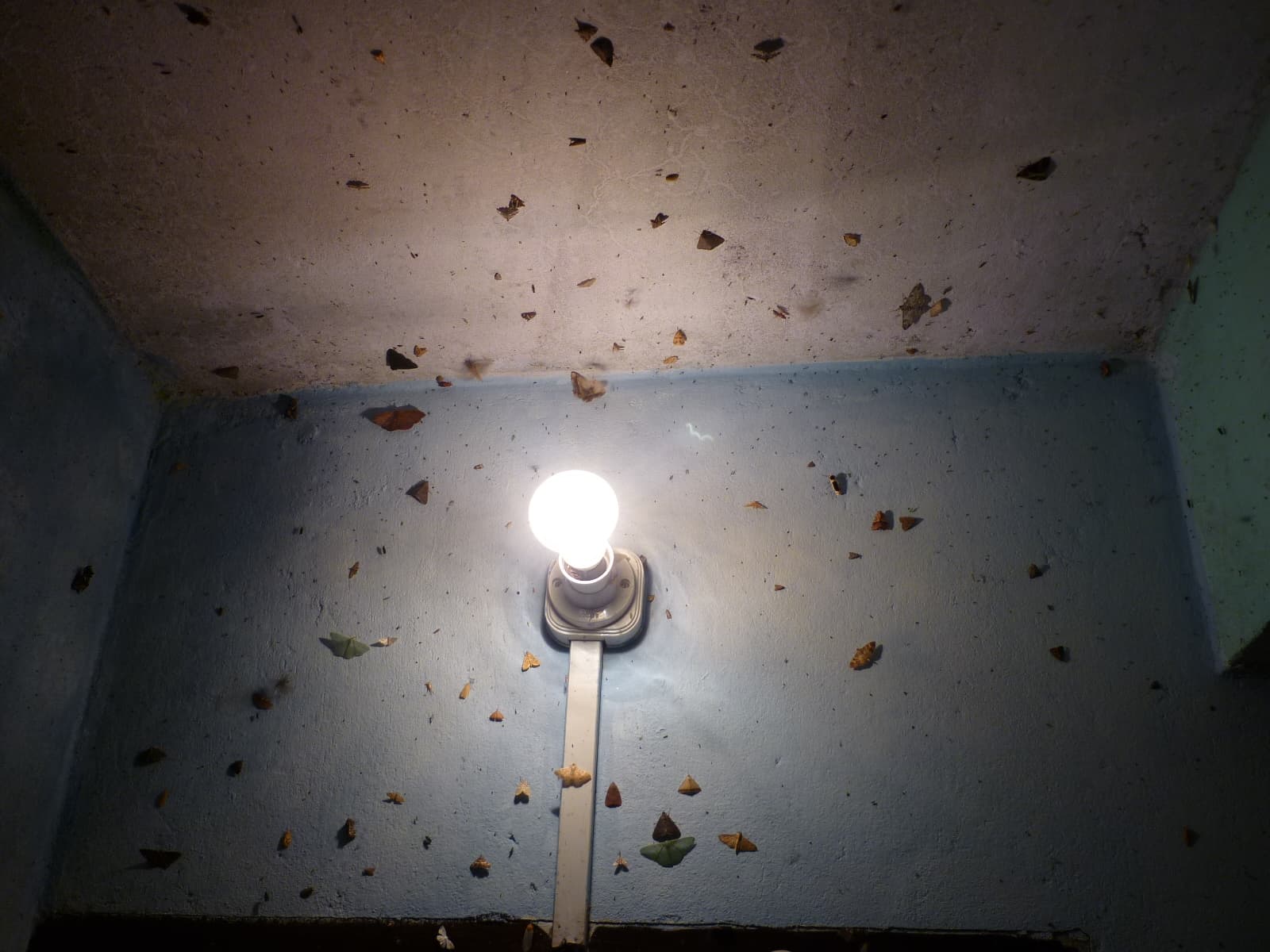 Moth or butterfly 21