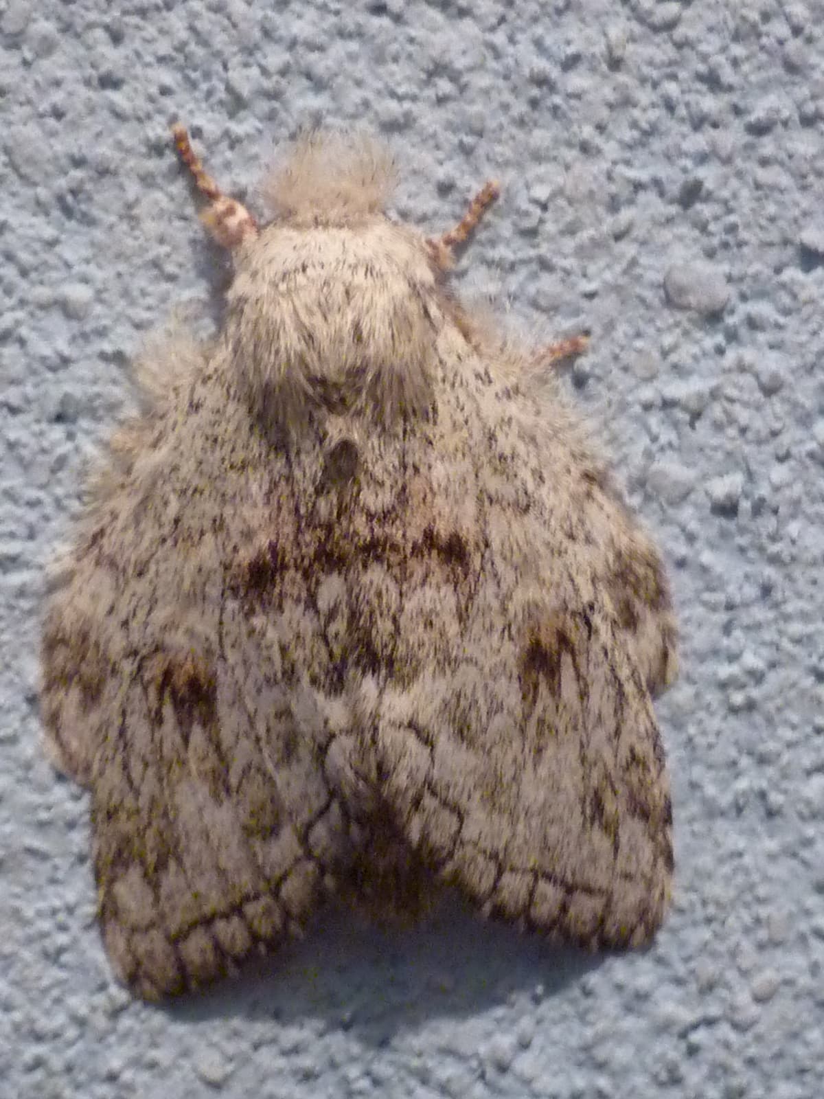 Moth or butterfly 10