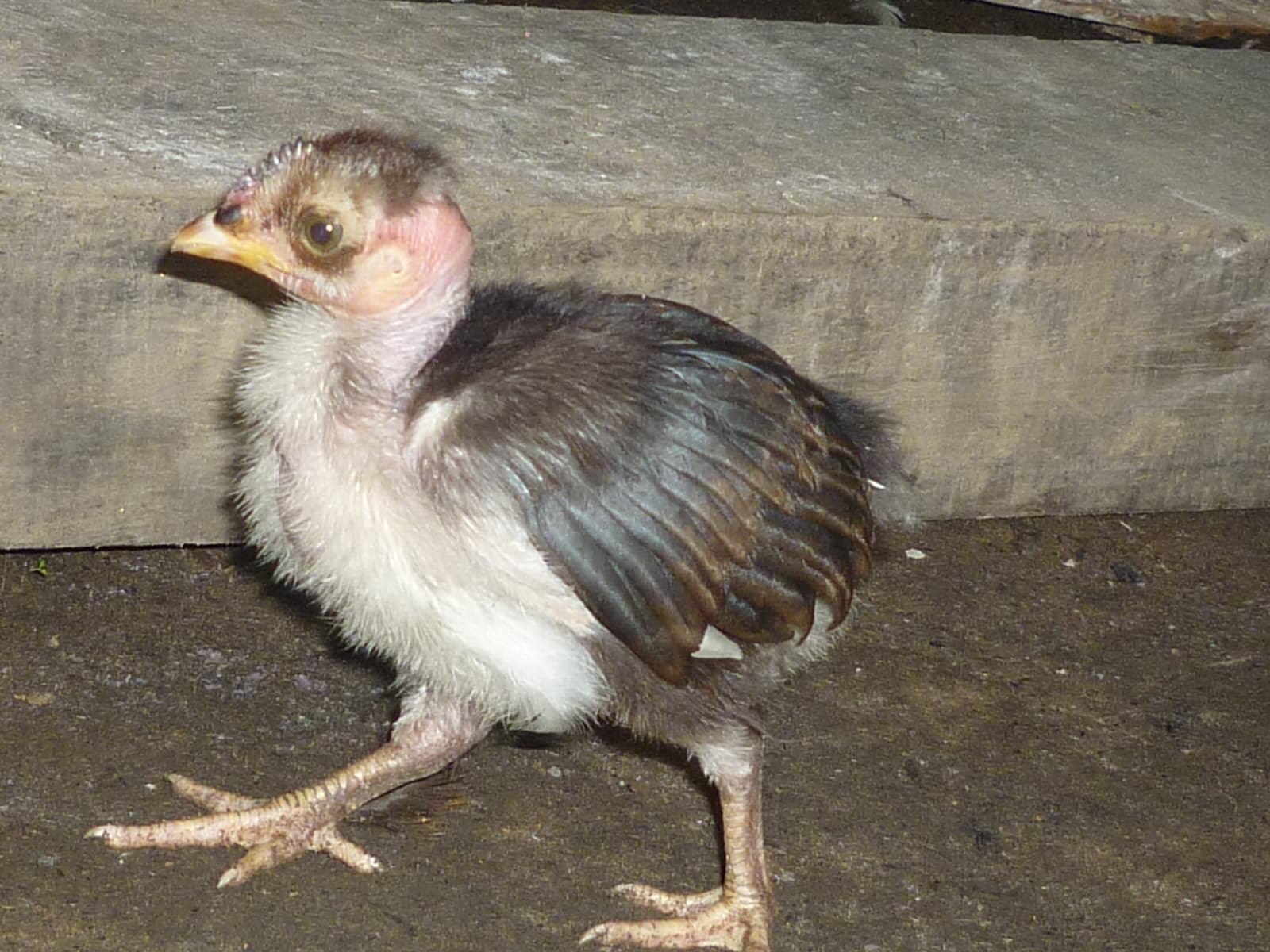 Wildlife photography