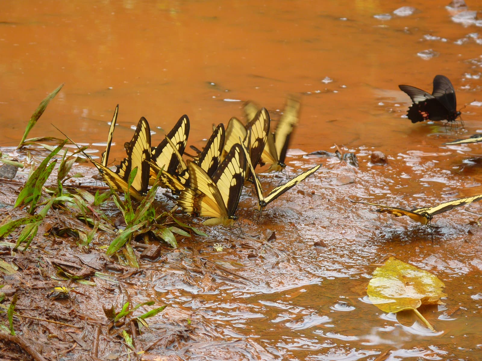 Moth or butterfly 31