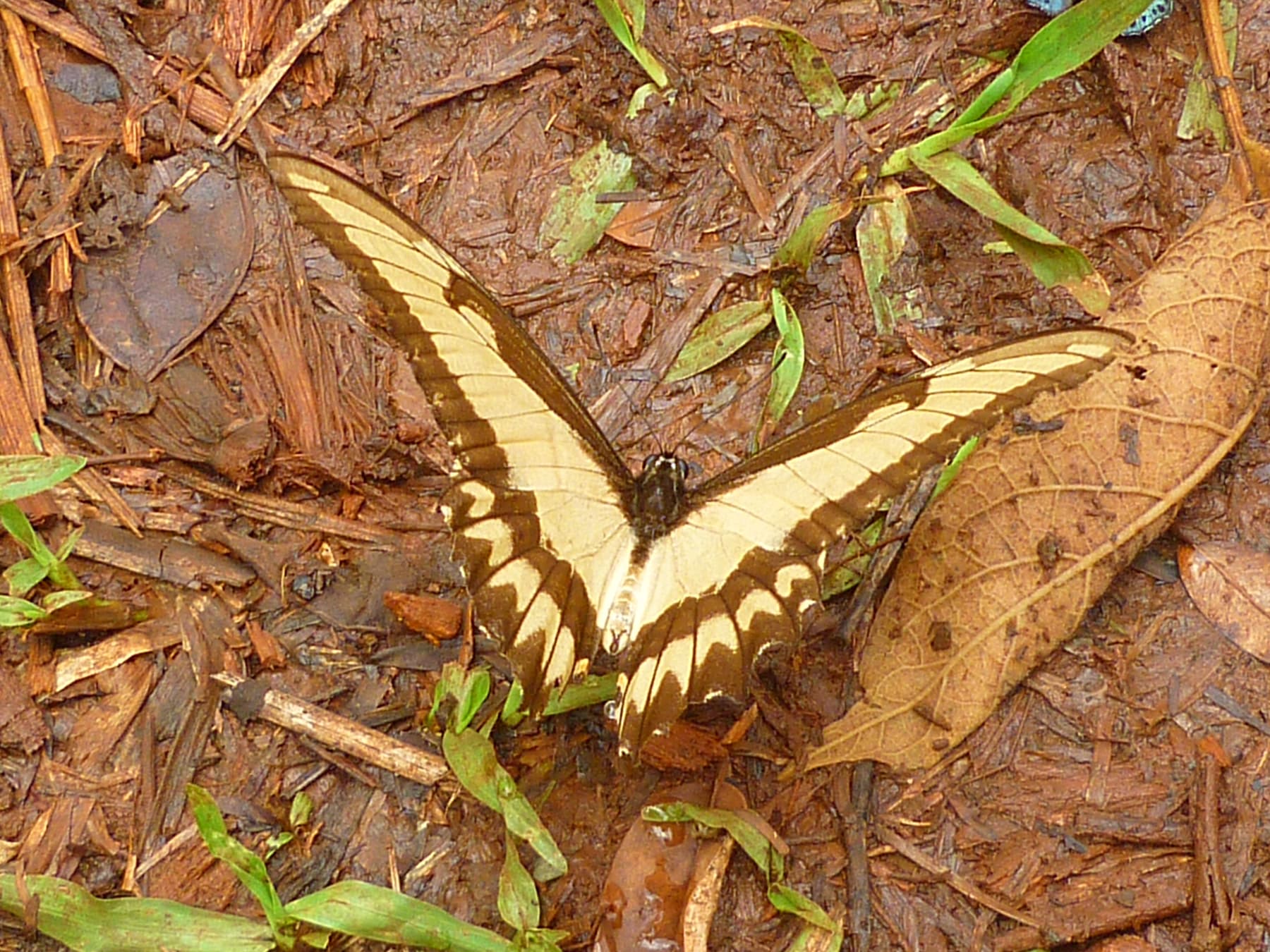 Moth or butterfly 28