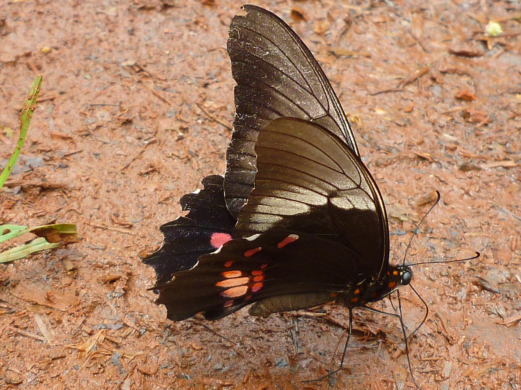 Moth or butterfly 32