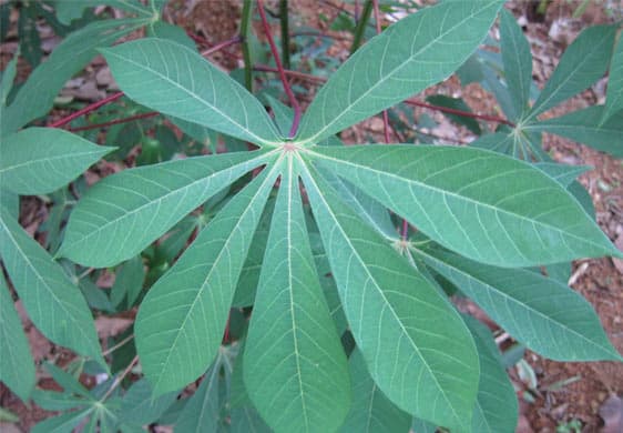 Ingredients around the world - Tapioca