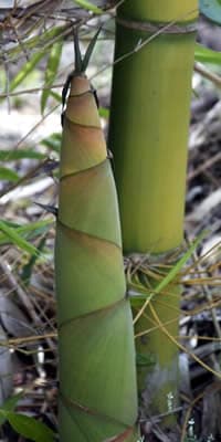 Ingredients around the world - Bamboo Shoots