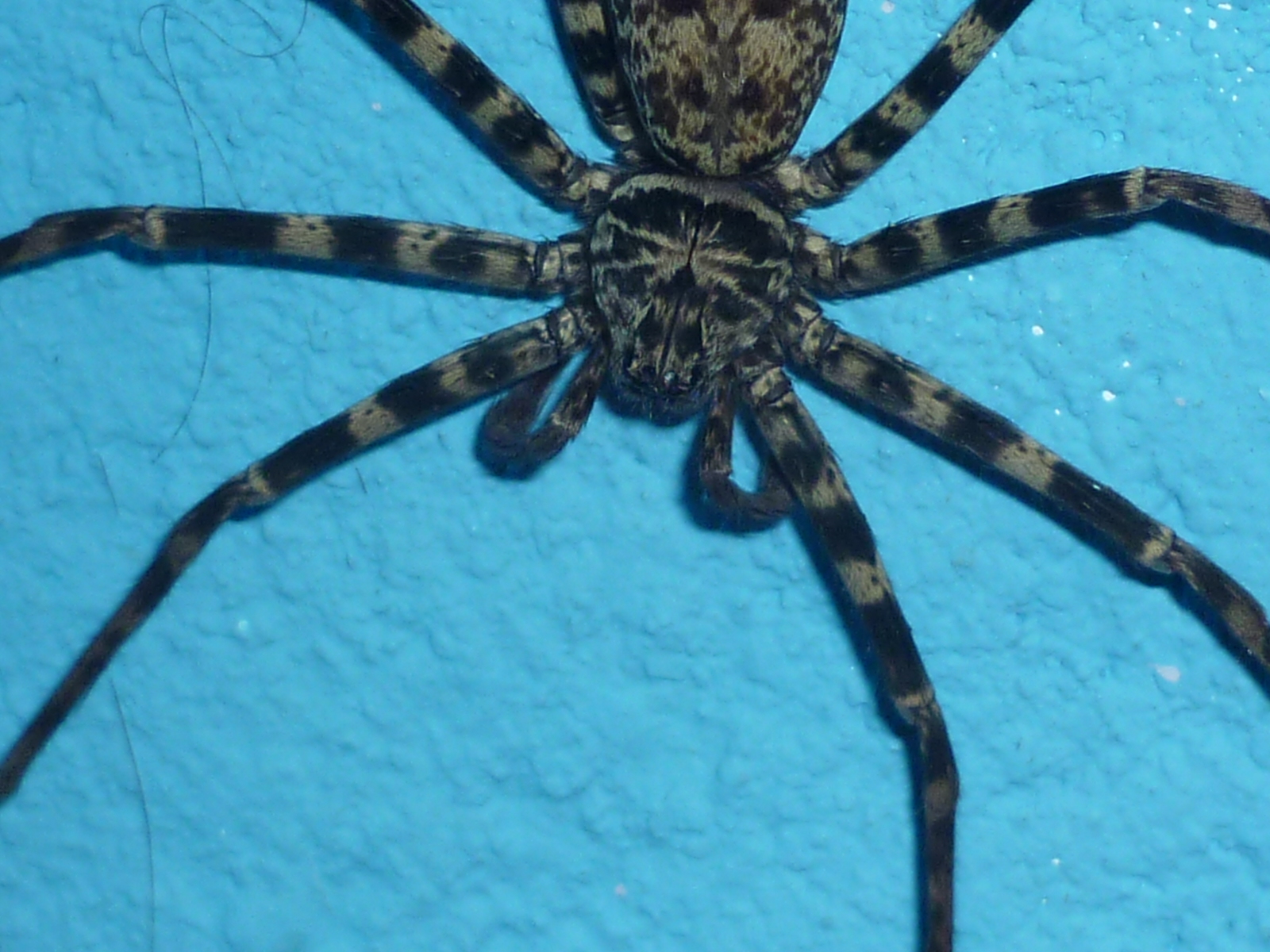 Poisonous Wolf Spider