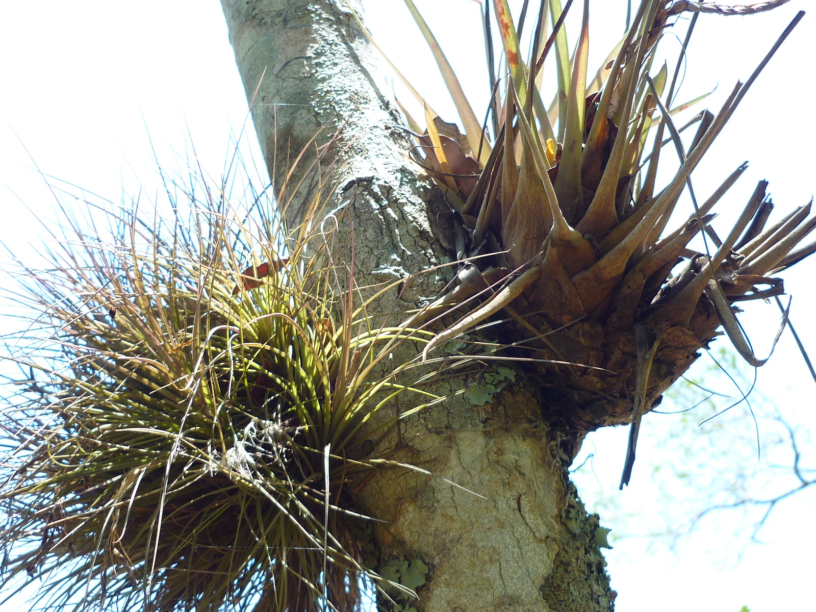 Tree climbing plants