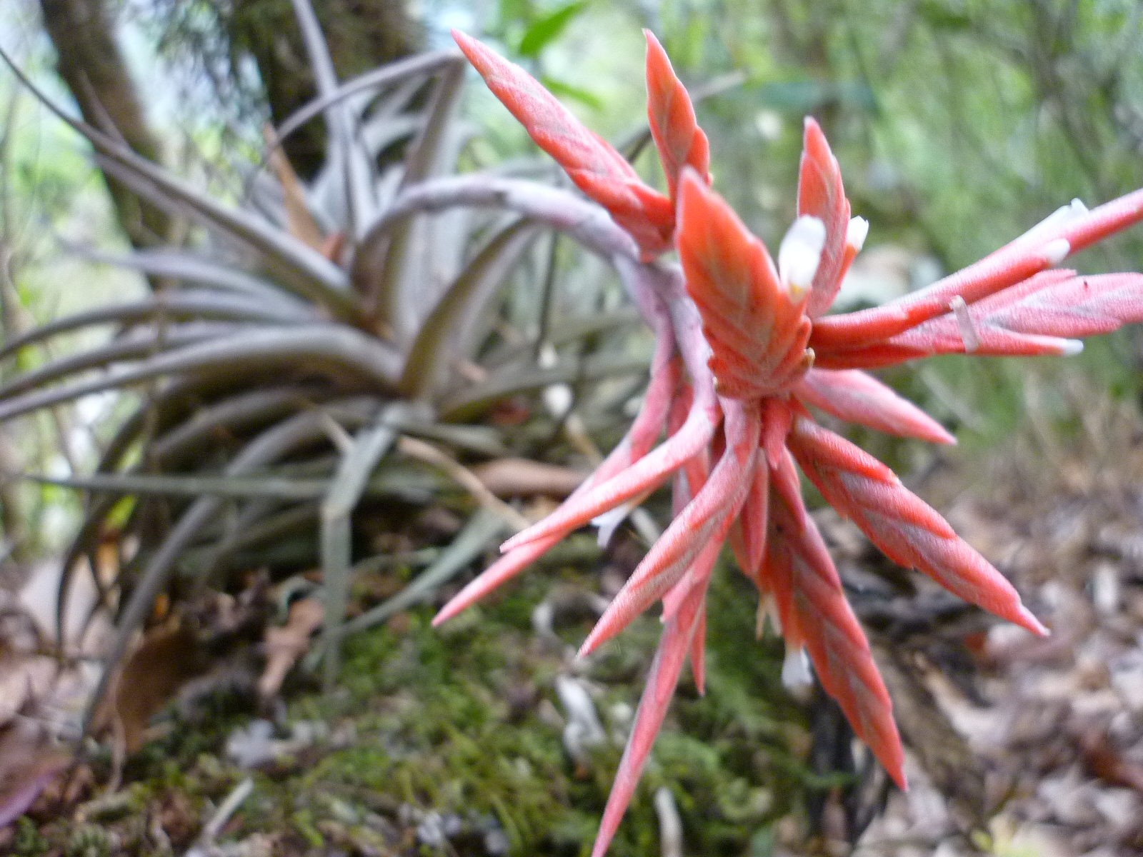 Plants of the Jungle