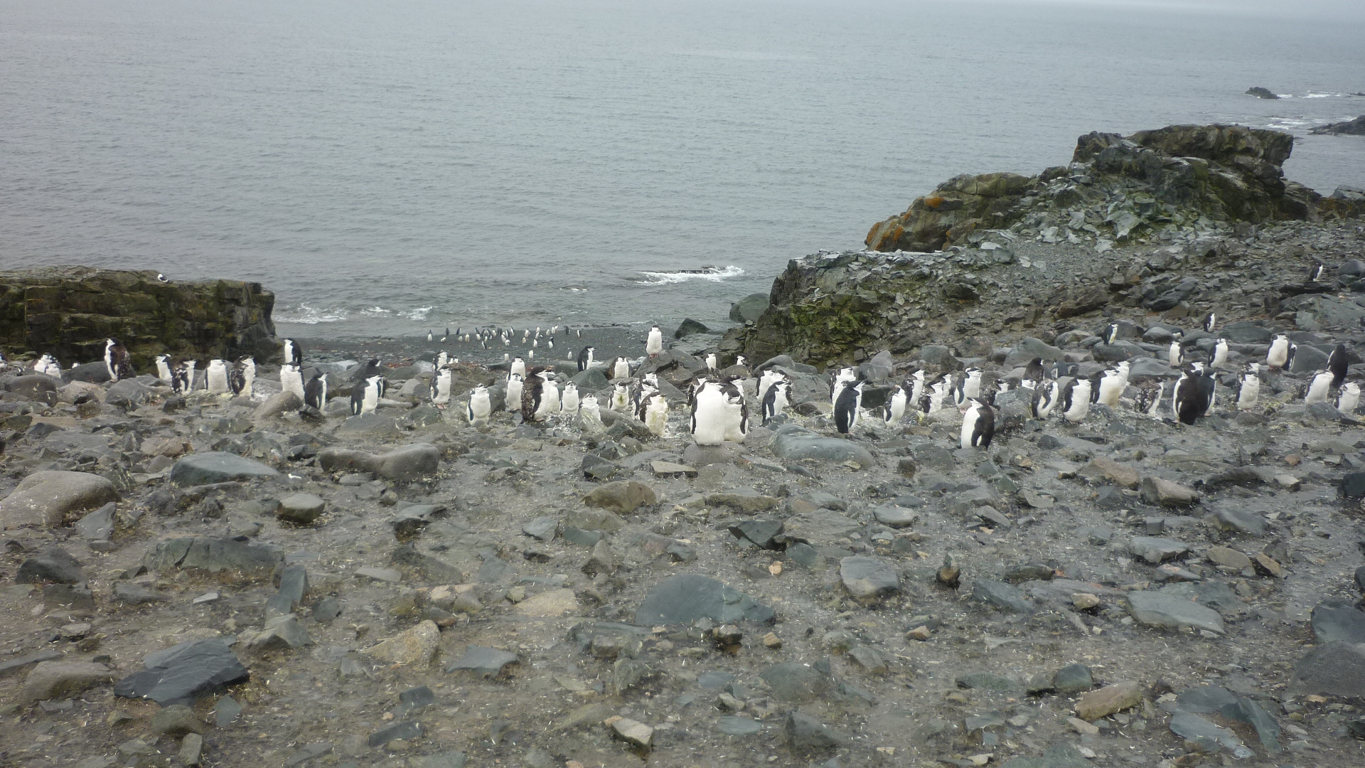 Penguin colony