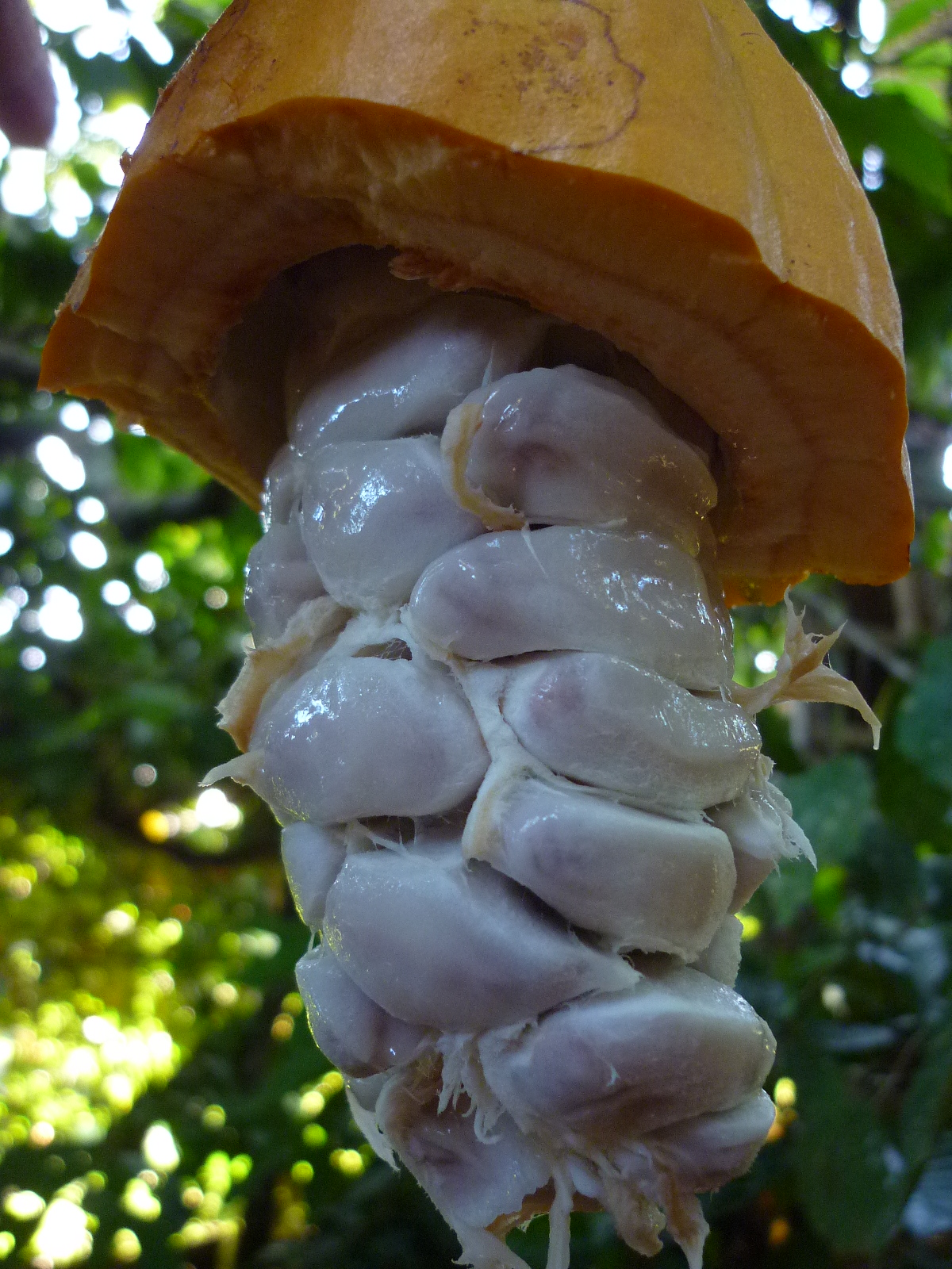 Cacau nectar exotic fruit Cacau nectar exotic fruit